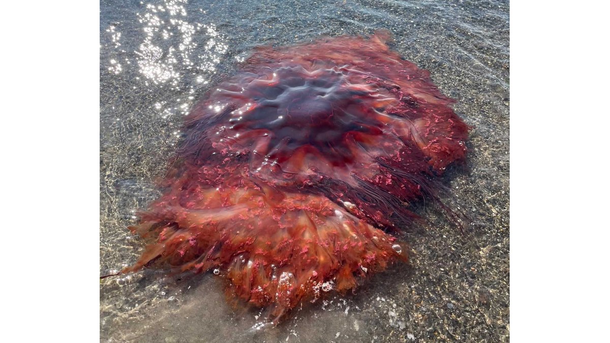 Água-viva gigante de 30 metros assusta banhistas Água-viva gigante de 30 metros assusta banhistas