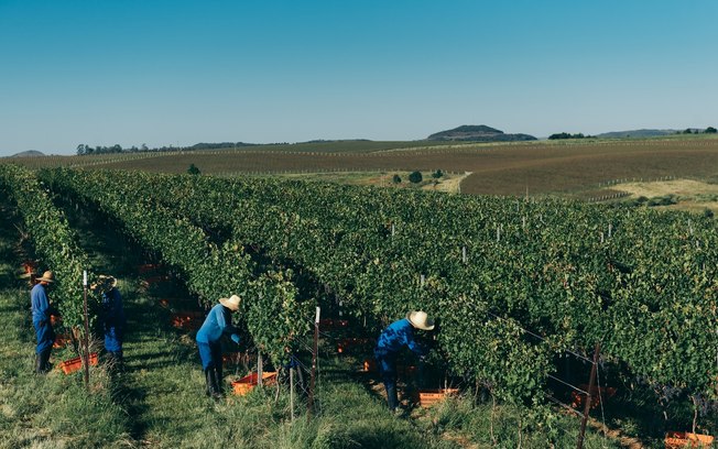 Como a Salton zerou o uso de herbicidas em vinhedos próprios