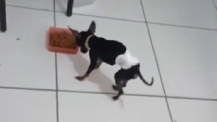 Pets adotam jeito diferente para comer em casa