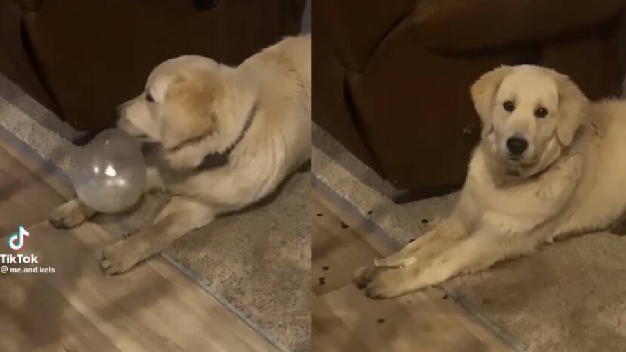 Reação de cachorro ao ver seu balão explodir encanta usuários de redes sociais