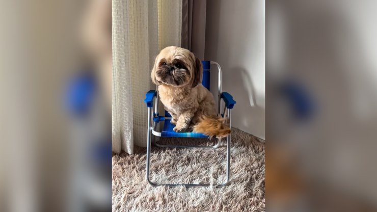 Pet ganha cadeira de praia e aprende a sentar nela para relaxar