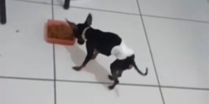 Mudou a comida? Cães e gatos reagem de maneiras opostas