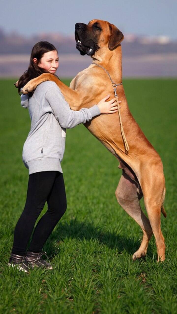 Dog Alemão é a raça de cachorro gigante