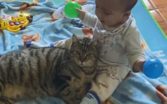 Gatinha cria vínculo com criança antes mesmo do nascimento