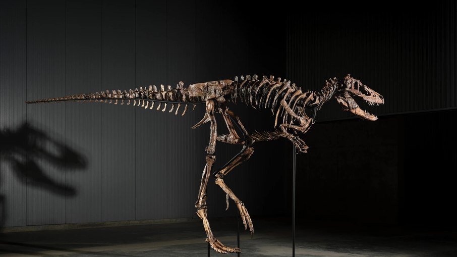 Nanotyrannus foi descrito como espécie à parte do T-rex em 2025, após anos sendo confundido como um indivíduo juvenil Nanotyrannus foi descrito como espécie à parte do T-rex em 2025, após anos sendo confundido como um indivíduo juvenil