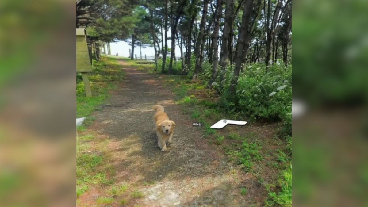 Cachorro segue carro do Street View e surge em mais de mil fotos