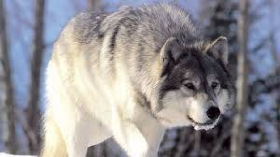 Lobo ataca mulher, que fica gravemente ferida Lobo ataca mulher, que fica gravemente ferida
