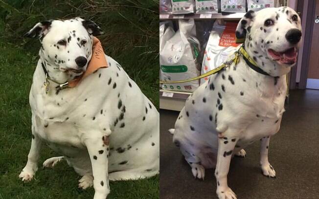 Cão gordo antes e depois de dieta e exercícios