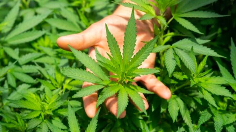 Anvisa já aprovou 15 produtos medicinais à base de Cannabis