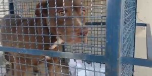 Homem é atacado e morto pelo próprio pitbull em Campinas