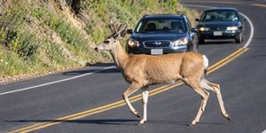 Ponte ecológica em Washington já salvou mais de 10 mil animais