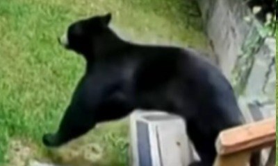 Lulu-da-pomerânia viraliza ao enfrentar urso que invadiu casa