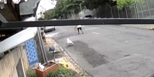 VÍDEO: Pitbull escapa e ataca criança de 4 anos em Campinas (SP)