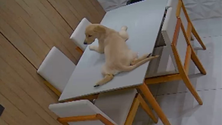 A cama mudou de lugar? Golden tira cochilo em mesa