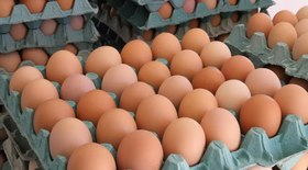 Família Yamada conquista recuperação extrajudicial