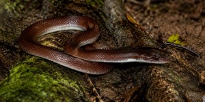 Chinês que cria cobras em casa sobrevive a nove picadas
