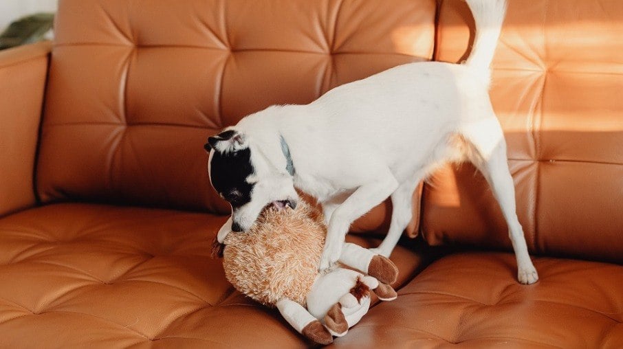 Ao destruir um brinquedo, o cão está se divertindo e colocando em prática seus instintos