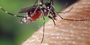 Brasil pode ter 1,8 milhão de novos casos de dengue em 2026