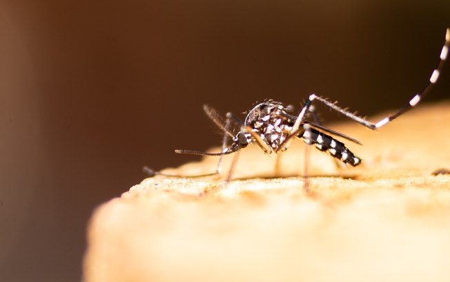 5 mitos sobre a dengue que você sempre acreditou
