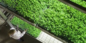 O desafio além do carbono: como integrar biodiversidade às políticas ambientais
