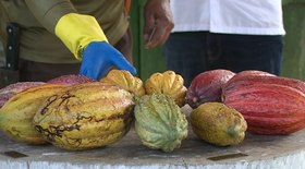 Preço da mandioca registra maior queda desde julho