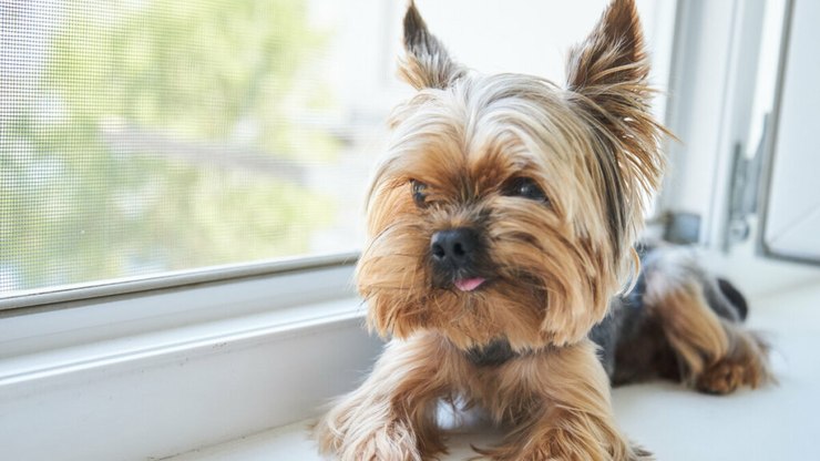 6 tipos de tosa para cachorros da raça yorkshire