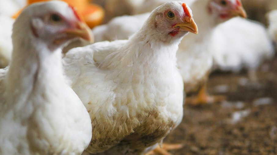 Brasil é o principal exportador de frango para dezenas de países