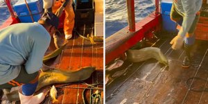 Moreia gigante é devolvida ao mar após flagra de pescadores; veja