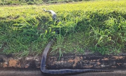 Vídeo: sucuri de seis metros é flagrada na BR-050, em Goiás