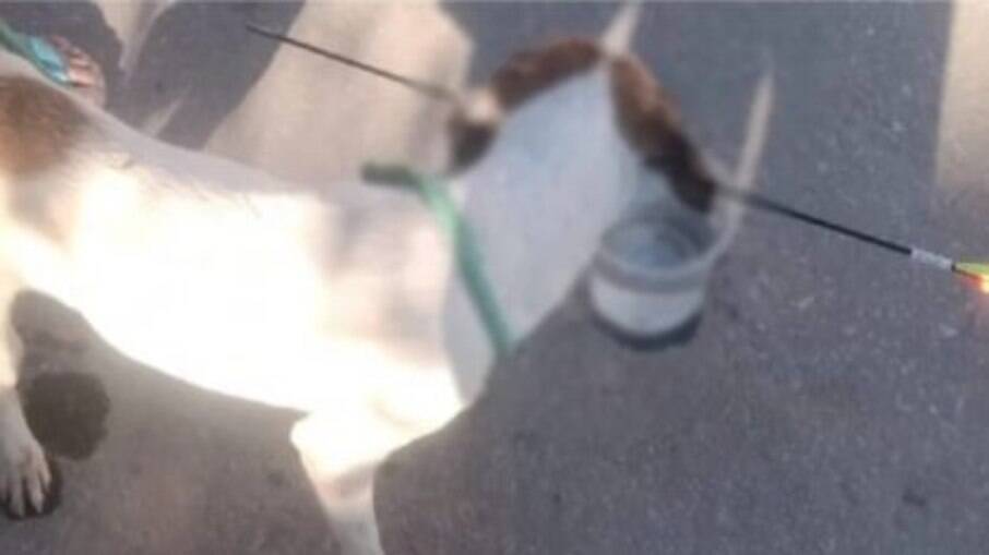 Cachorro é atingido por flecha e socorrido por vizinhos na região metropolitana de Belo Horizonte