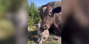 Vídeo de touro e gatinho trocando carinhos viraliza na web