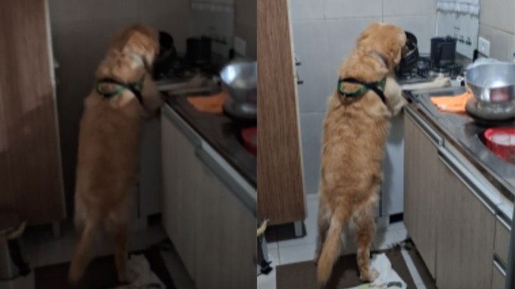 Golden Retriever é flagrado “atacando” panela durante almoço