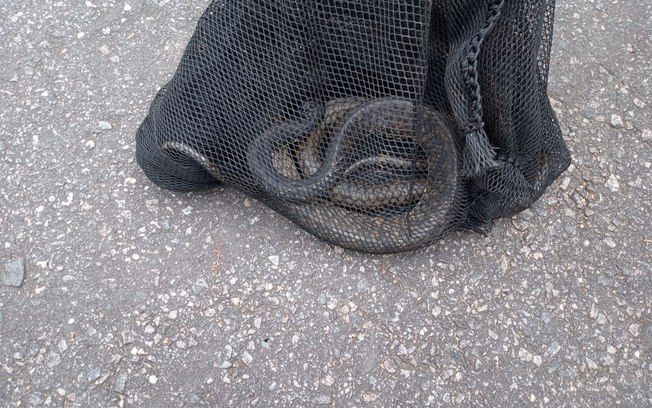 Cobra caninana de 2 metros é captura em praça de Caraguatatuba Cobra caninana de 2 metros é captura em praça de Caraguatatuba