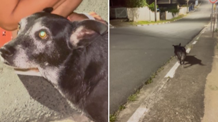Cachorrinha entende recado da tutora e volta para casa sozinha