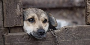 Como agir ao presenciar casos de maus-tratos a um animal? Entenda!