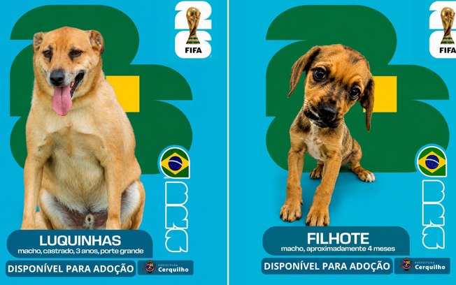 <div>"Cãovocação" coloca pets de canil na disputa por um lar</div> 9hbmnw2yh1eey093w9lwnjxn0