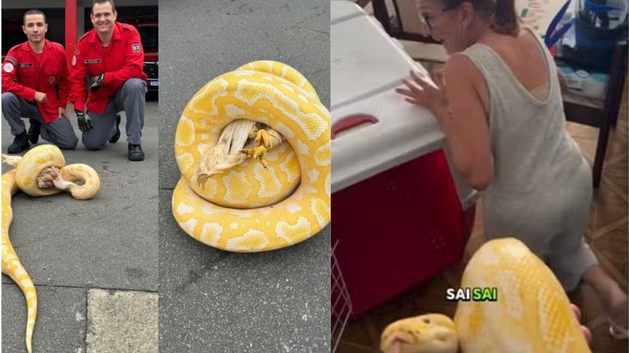 Cobra foi capturada no dia 7 de maio