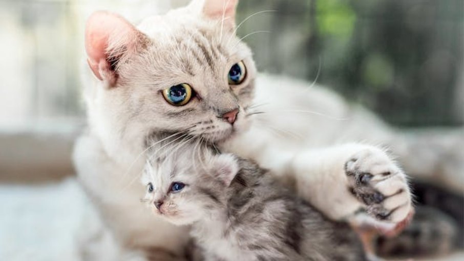 Até os 4 meses os gatinhos passam por um período de crescimento muito intenso e particularmente delicado