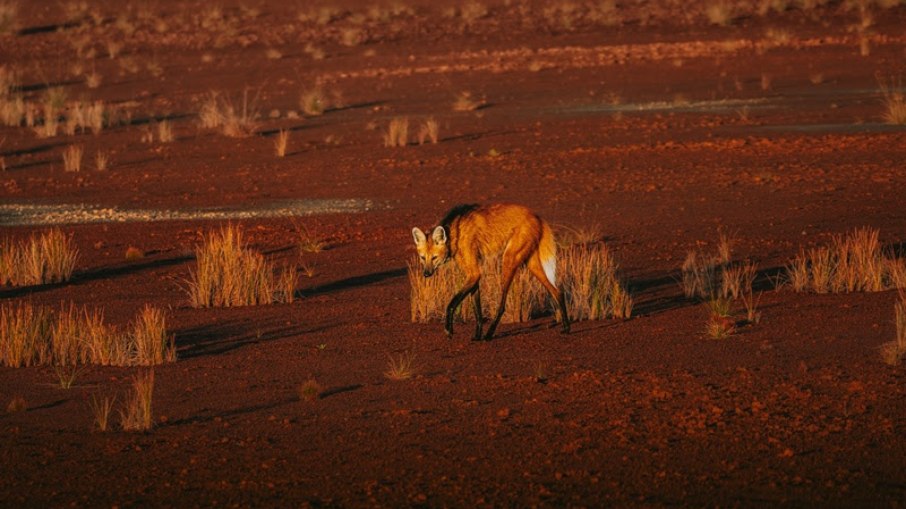 Lobo-Guará no Cerrado de Goiás