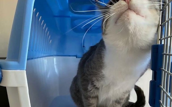 Manual da IATA designa normas para transporte aéreo de pets