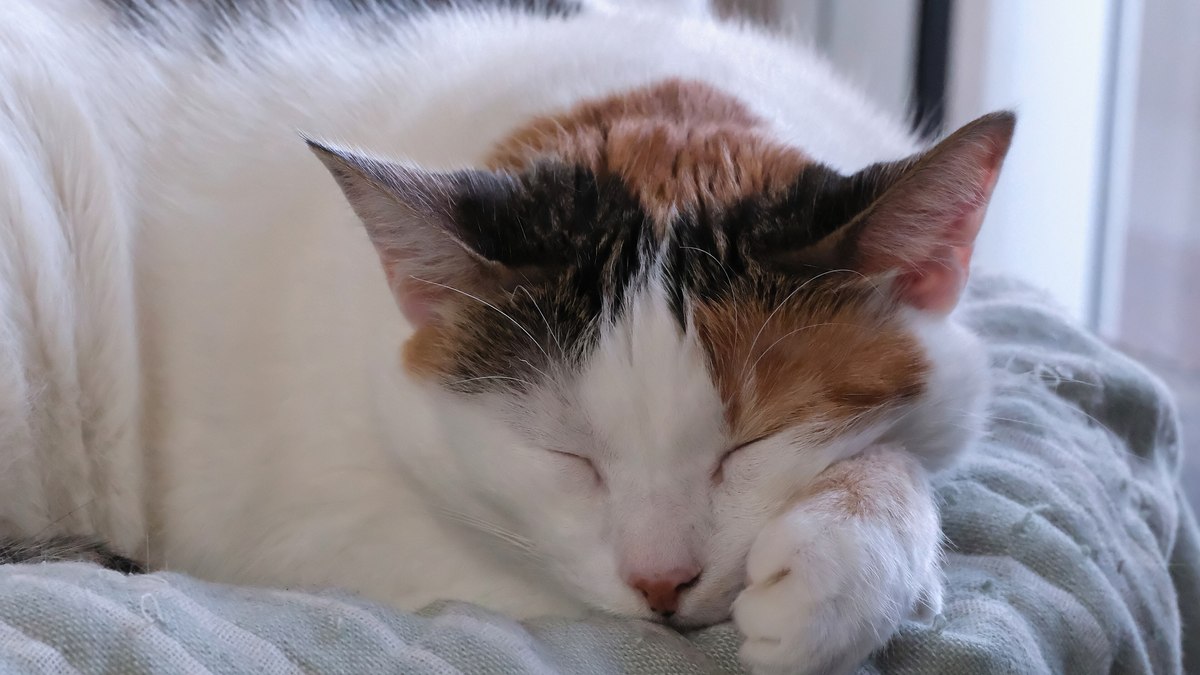 Gato doméstico Gato doméstico