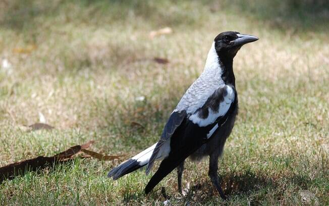 Segundo governo australiano, pássaro da espécie Magpie já causou outros acidentes na região