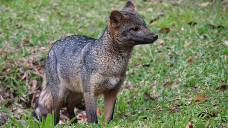 Cachorro-do-Mato Cachorro-do-Mato