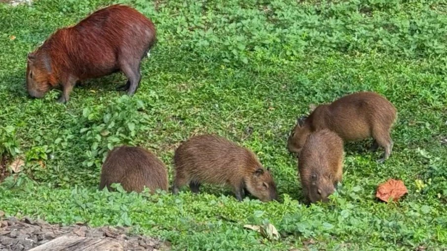 Capivara no Taquaral em Campinas