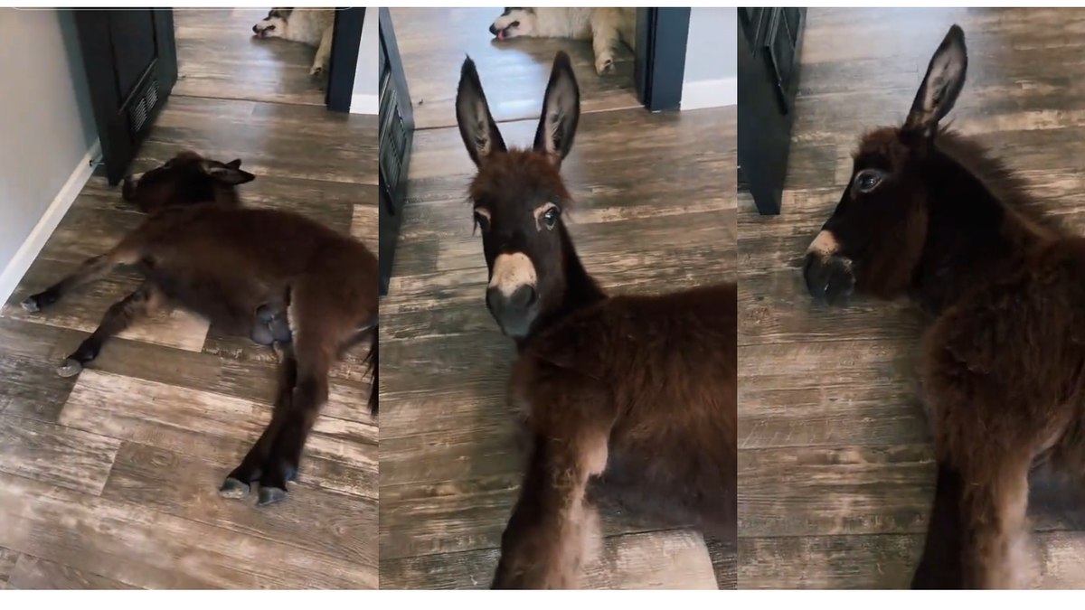 Cash tirando um cochilo pela casa