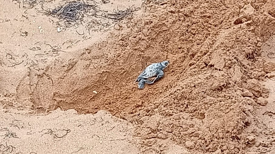 Tartaruguinha rumo ao mar 