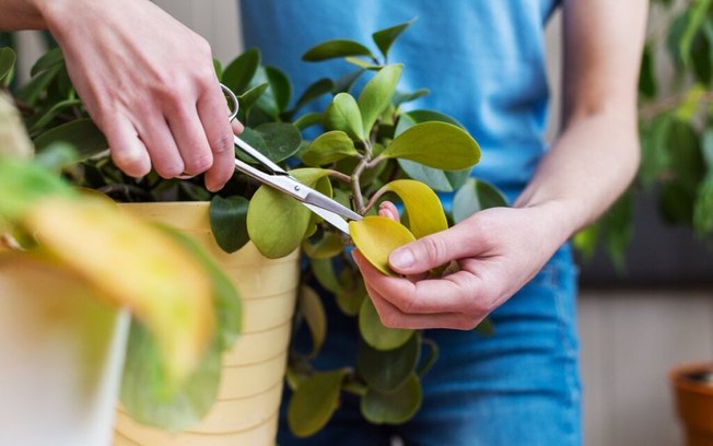 5 dicas para cuidar das plantas no inverno