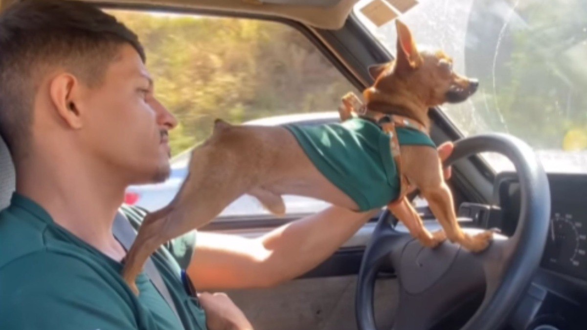 Pinscher%20chama%20aten%C3%A7%C3%A3o%20ao%20%22dirigir%22%20carro%20com%20tutor
