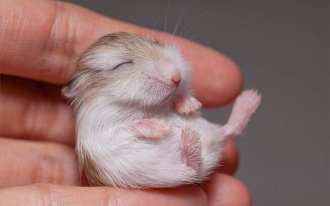 Hamsters são animais que não exigem muito espaço para viver