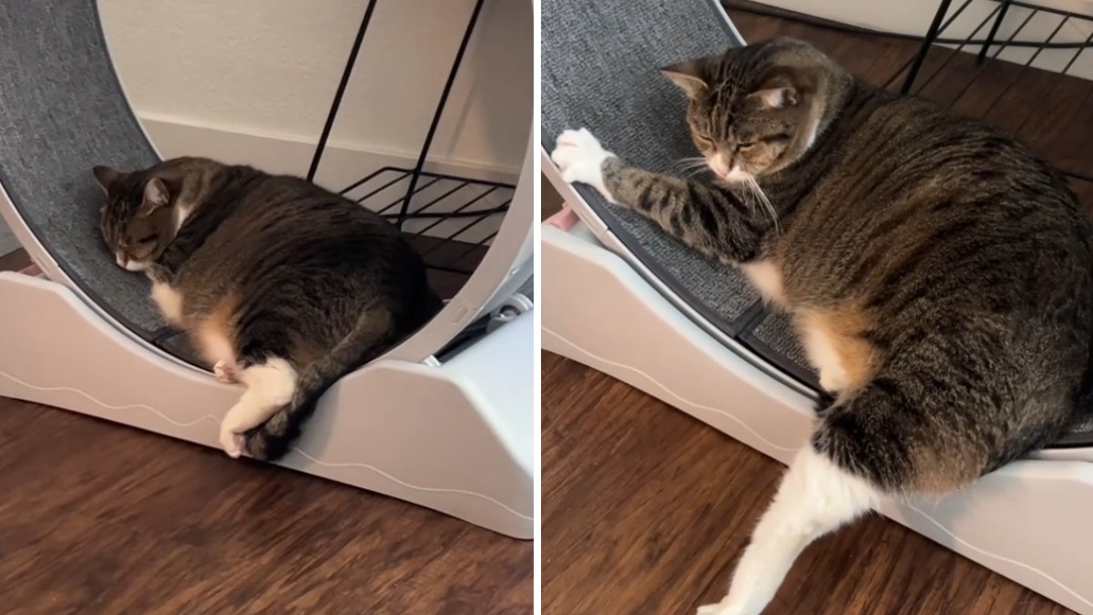 The owner discovers a cat using an exercise bike, but in her own way